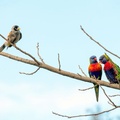 Australian noisy miner (Manorina melanocephala) and a pair of rainbow lorikeets (Trichoglossus moluccanus), Sydney, New South Wales, Australia